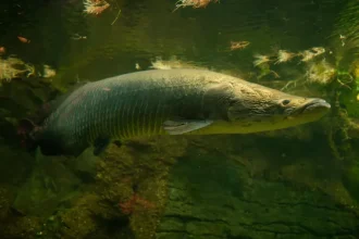 arapaima nationalgeographic1008823