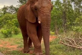 Captura de tela 22 12 2025 141115 umsoplaneta.globo .com