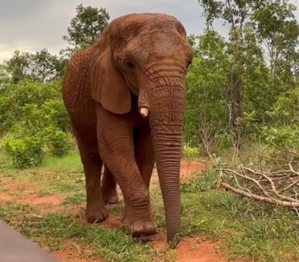 Captura de tela 22 12 2025 141115 umsoplaneta.globo .com