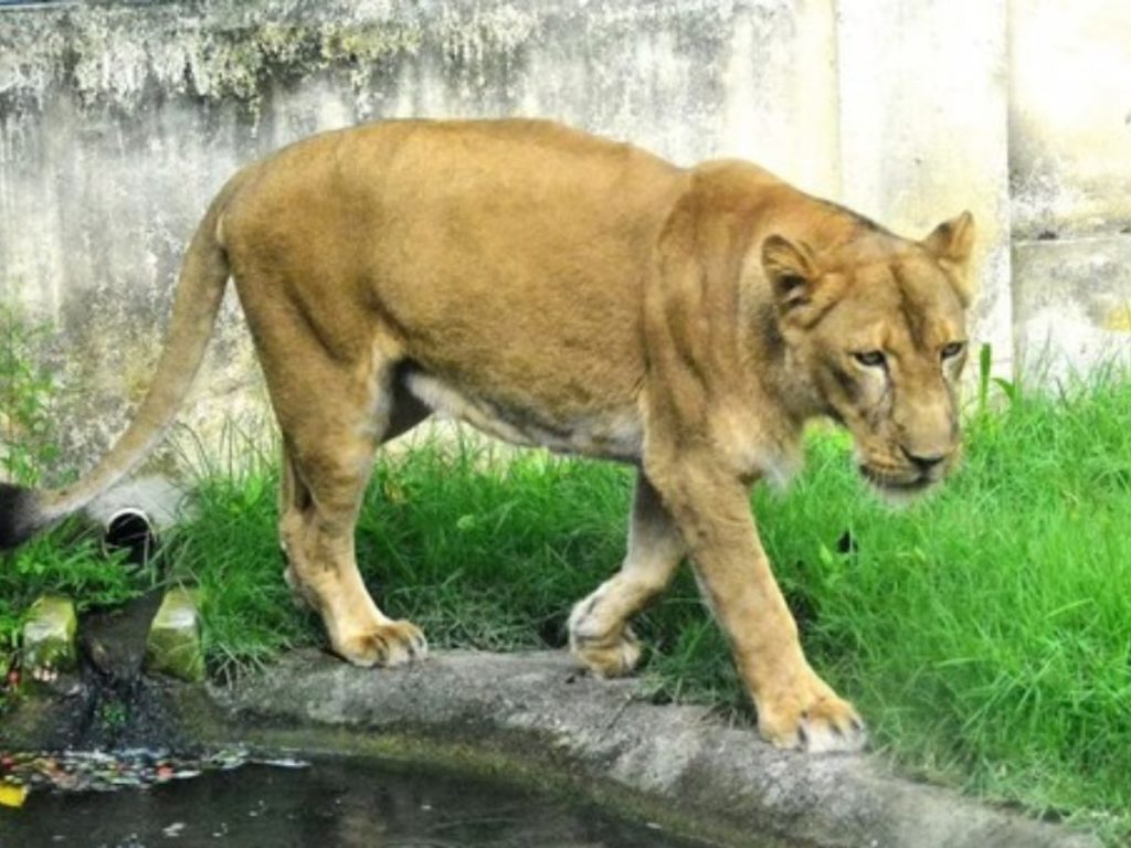 Jovem morre ao invadir recinto de leoa em João Pessoa; parque segue fechado WhatsApp Image 2025 11 30 at 11.44.52