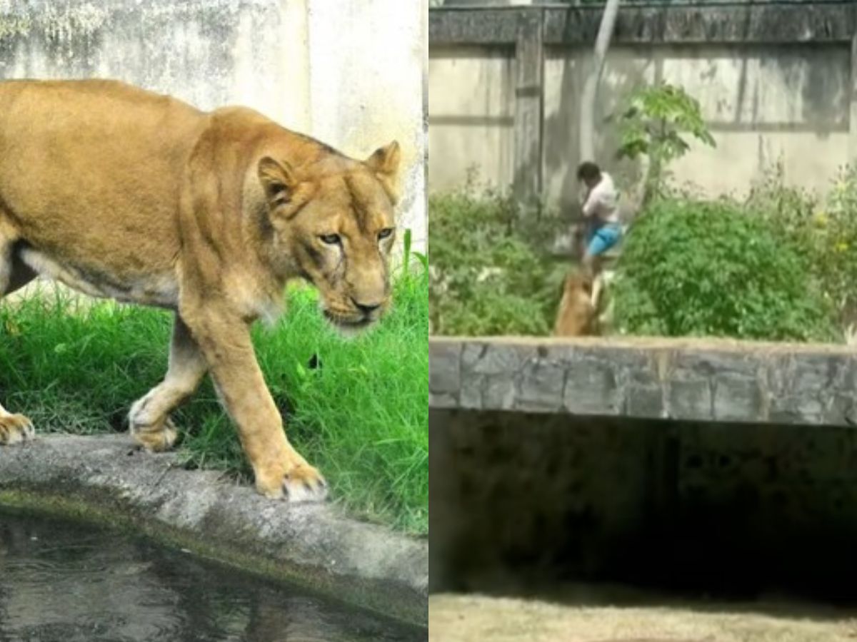 Jovem morre ao invadir recinto de leoa em João Pessoa; parque segue fechado Foto/Kleide Teixeira/PMJP/G1